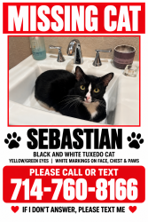 Lost Male Cat last seen Saddleback highschool, Santa Ana, CA 92707