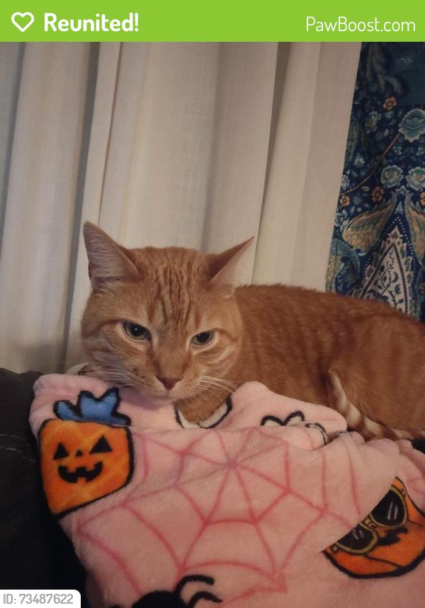 Reunited Male Cat last seen Rt 201 behind Belle Vernon Cemetery, Belle Vernon, PA 15012