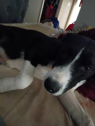 Found/Stray Female Dog last seen Hicks, Amarillo, TX 79118