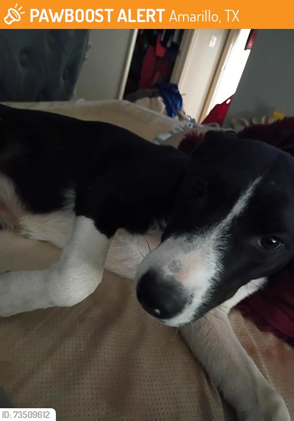 Found/Stray Female Dog last seen Hicks, Amarillo, TX 79118