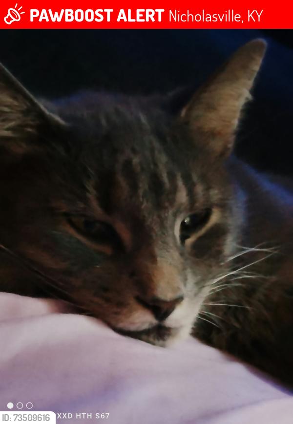 Lost Female Cat last seen logana pike, Nicholasville, KY 40356