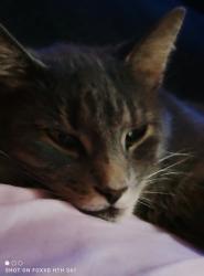 Lost Female Cat last seen logana pike, Nicholasville, KY 40356