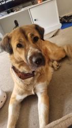 Reunited Female Dog last seen Perry barr, Handsworth Wood, England B20 2HS