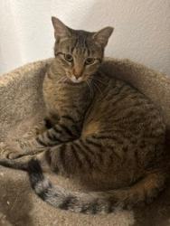 Reunited Female Cat last seen Diamond River Dr, Rosenberg, TX 77471, USA, Rosenberg, TX 77471