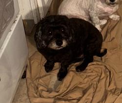 Reunited Female Dog last seen Near St Andrews Dr, Victorville, CA 92395, USA, Victorville, CA 92395