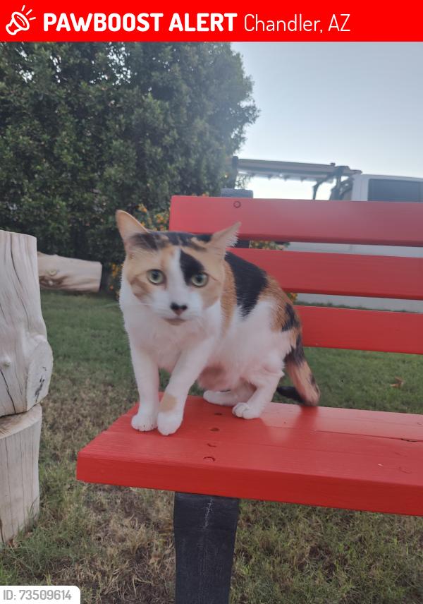 Lost Female Cat last seen Ray rd and Arizona Ave, Chandler, AZ 85225