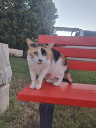 Lost Female Cat last seen Ray rd and Arizona Ave, Chandler, AZ 85225
