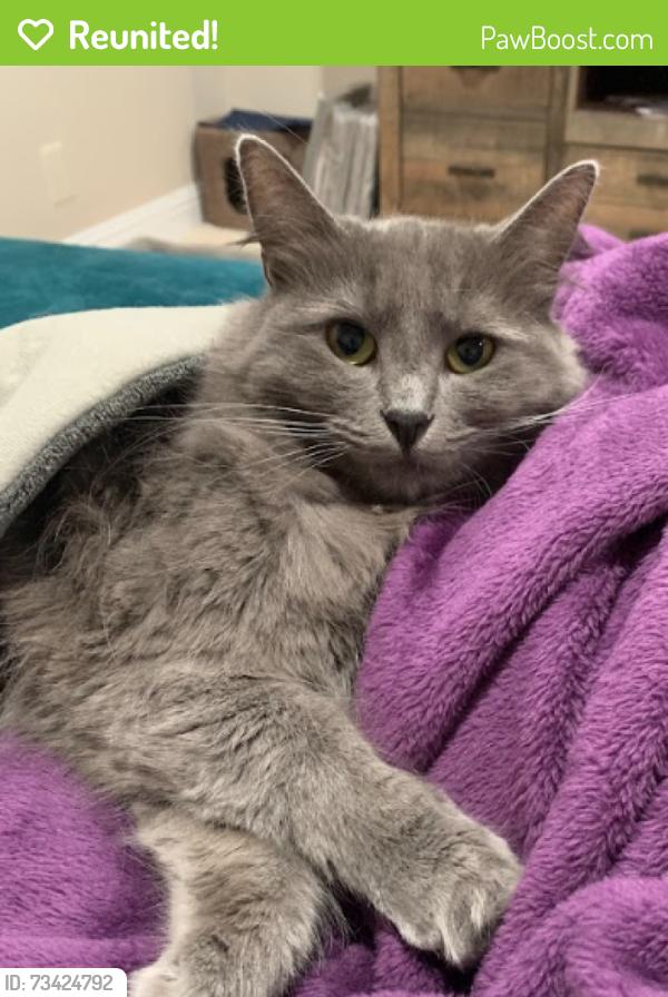 Reunited Female Cat last seen Bridle and Bay Street, San Jose, CA 95123