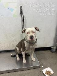 Shelter Stray Female Dog last seen Near BLOCK E ASHLAN AVE, FRESNO CA 93726 3536, 5277 E Airways Blvd, Fresno, CA 93727, USA