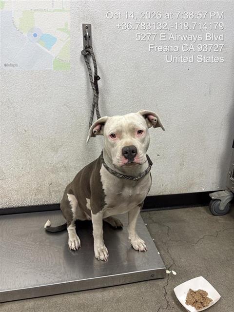 Shelter Stray Female Dog last seen Near BLOCK E ASHLAN AVE, FRESNO CA 93726 3536, 5277 E Airways Blvd, Fresno, CA 93727, USA