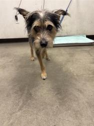 Shelter Stray Male Dog last seen Near BLOCK N WEBER AVE, FRESNO CA 93728 3003, 5277 E Airways Blvd, Fresno, CA 93727, USA
