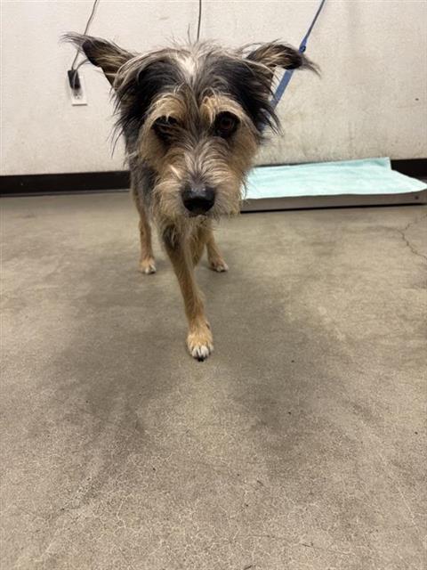 Shelter Stray Male Dog last seen Near BLOCK N WEBER AVE, FRESNO CA 93728 3003, 5277 E Airways Blvd, Fresno, CA 93727, USA