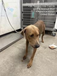 Shelter Stray Female Dog last seen Near BLOCK W CORNELL AVE, FRESNO CA 93705 4011, 5277 E Airways Blvd, Fresno, CA 93727, USA