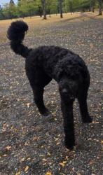 Reunited Male Dog last seen Dekoven Dr. SW, Lakewood, WA 98499