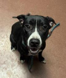Shelter Stray Male Dog last seen 85th & Baldwin, Oakland, CA, 1101 29th Ave, Oakland, CA 94601, USA