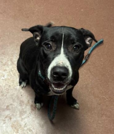 Shelter Stray Male Dog last seen 85th & Baldwin, Oakland, CA, 1101 29th Ave, Oakland, CA 94601, USA