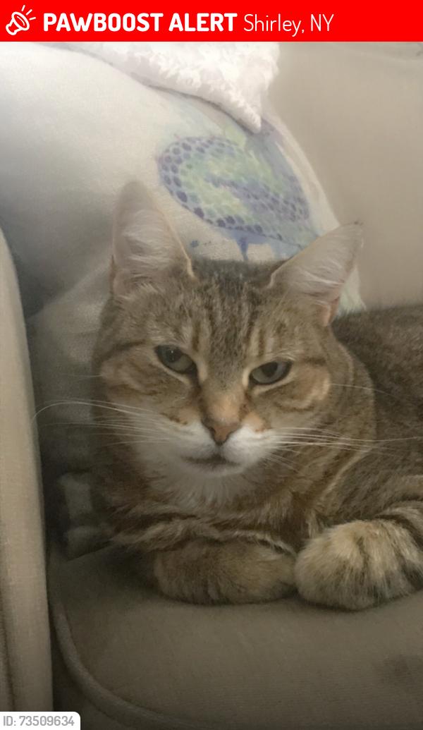 Lost Female Cat last seen William Floyd parkway, Shirley, NY 11967
