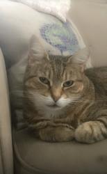 Lost Female Cat last seen William Floyd parkway, Shirley, NY 11967