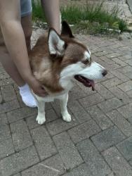 Reunited Male Dog last seen Boddington, Kambah, ACT 2902