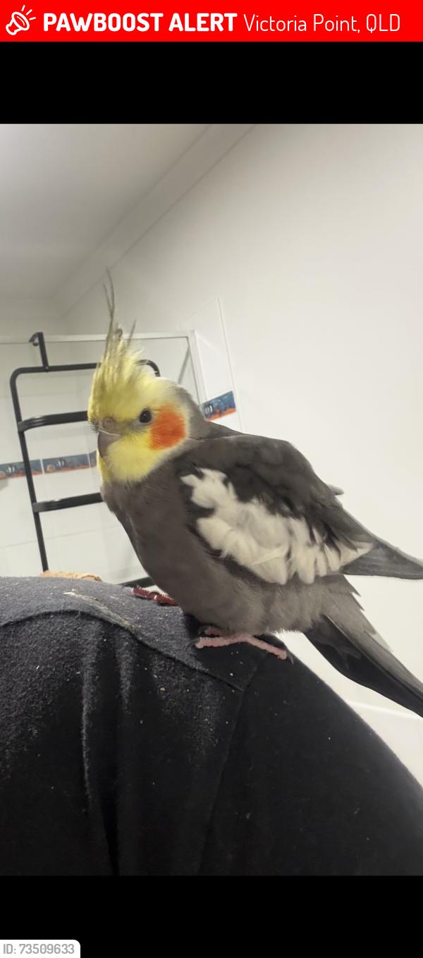 Lost Male Bird last seen Victoria point, Victoria Point, QLD 4165