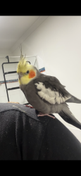 Lost Male Bird last seen Victoria point, Victoria Point, QLD 4165