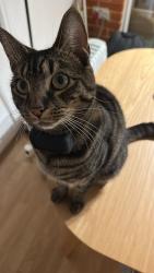 Reunited Male Cat last seen Daws Place, Watercolour, Redhill, Surrey, England 