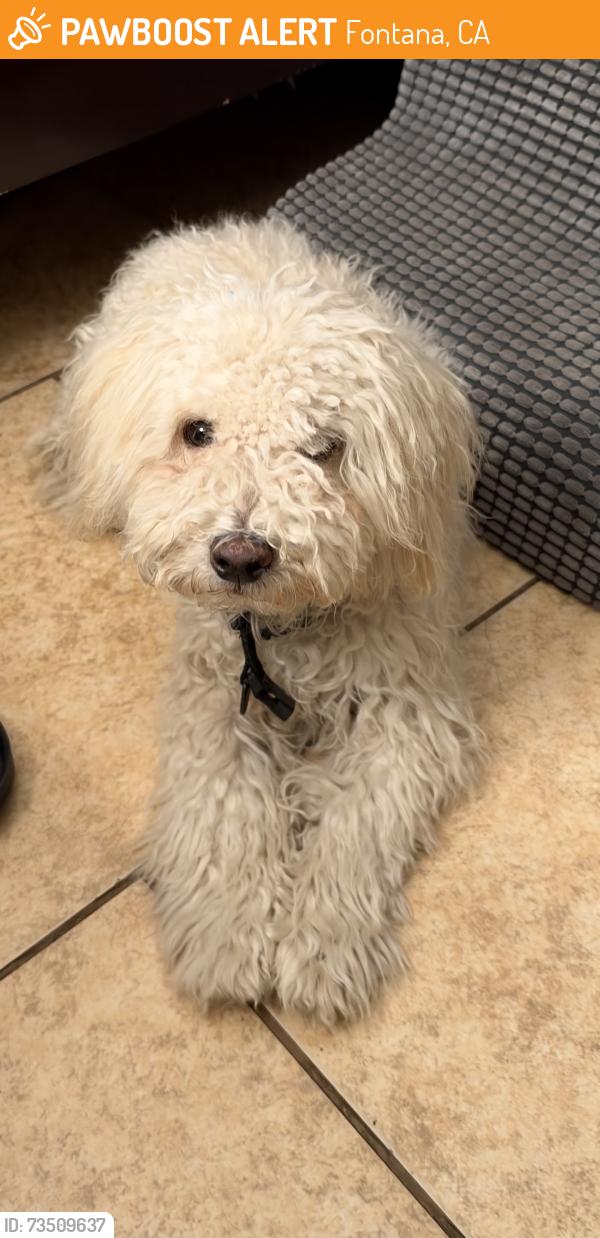 Found/Stray Male Dog last seen tamarind avenue, Fontana, CA 92331