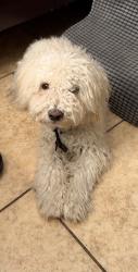 Found/Stray Male Dog last seen tamarind avenue, Fontana, CA 92331