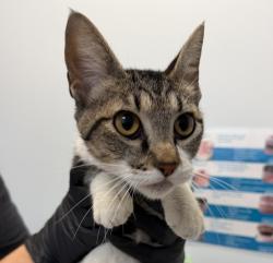 Shelter Stray Female Cat last seen Reynolds Street, San Diego, CA, 92114, 5500 Gaines St, San Diego, CA 92110, USA