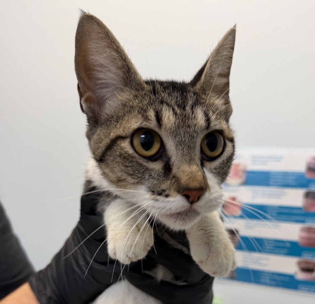 Shelter Stray Female Cat last seen Reynolds Street, San Diego, CA, 92114, 5500 Gaines St, San Diego, CA 92110, USA