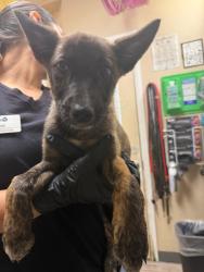 Shelter Stray Female Dog last seen Near San Luis Rey Road, Oceanside, CA, 92058, Oceanside, CA 92058, USA