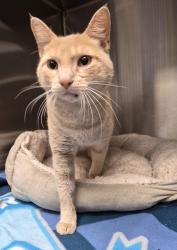 Shelter Stray Male Cat last seen Conway Drive, Escondido, CA, 92027, Escondido, CA 92027, USA