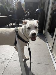 Shelter Stray Female Dog last seen Near E 21st Street, NEW YORK, NY, 10010, 326 E 110th St, New York, NY 10029, USA