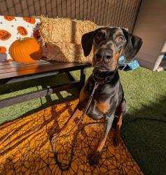 Shelter Stray Male Dog last seen Near Clearbrook Lane, Vista, CA, 92084, Oceanside, CA 92058, USA