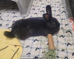 Shelter Stray Female Rabbit last seen Near Greenfield Drive, El Cajon, CA, 92019, El Cajon, CA 92020, USA