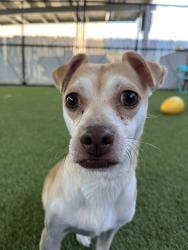 Shelter Stray Male Dog last seen Near 50th, San Diego, CA, 92115, 5500 Gaines St, San Diego, CA 92110, USA