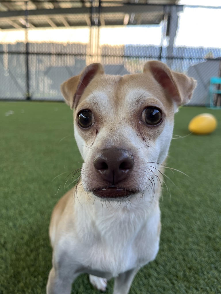 Shelter Stray Male Dog last seen Near 50th, San Diego, CA, 92115, 5500 Gaines St, San Diego, CA 92110, USA