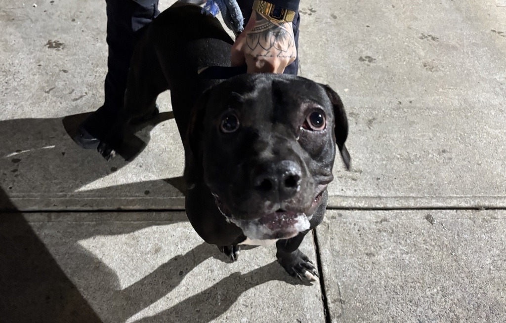 Shelter Stray Male Dog last seen Nereid Avenue, BRONX, NY, 10470, 326 E 110th St, New York, NY 10029, USA