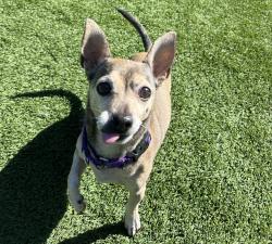 Shelter Stray Male Dog last seen N Magnolia Avenue, El Cajon, CA, 92020, El Cajon, CA 92020, USA