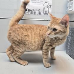 Shelter Stray Female Cat last seen Near Davidson Avenue, BRONX, NY, 10453, 326 E 110th St, New York, NY 10029, USA