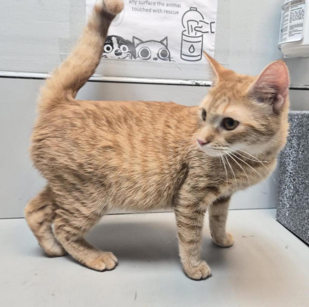 Shelter Stray Female Cat last seen Near Davidson Avenue, BRONX, NY, 10453, 326 E 110th St, New York, NY 10029, USA