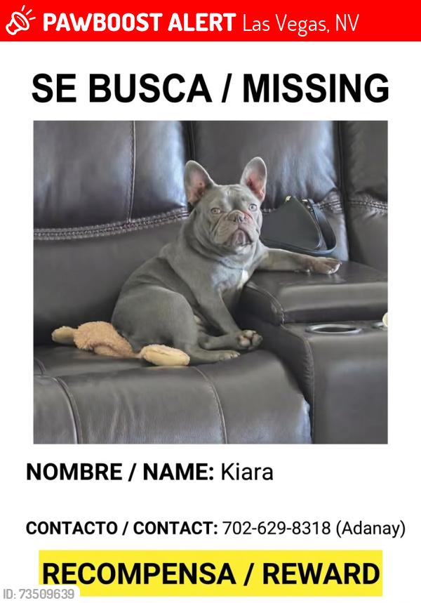 Lost Female Dog last seen Charleston /Jones, Las Vegas, NV 89107