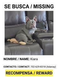 Lost Female Dog last seen Charleston /Jones, Las Vegas, NV 89107