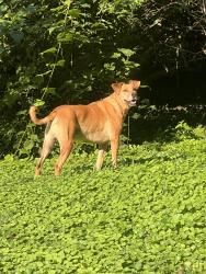 Lost Male Dog last seen Spring Valley Dr, Huntington, Huntington, WV 25701