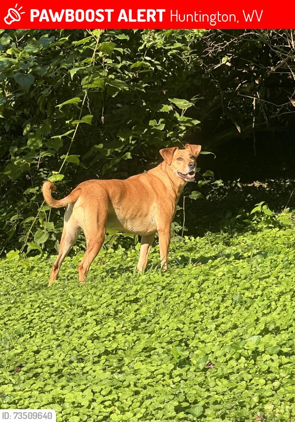 Lost Male Dog last seen Spring Valley Dr, Huntington, Huntington, WV 25701