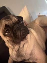 Lost Female Dog last seen Near, Aurora, CO 80014