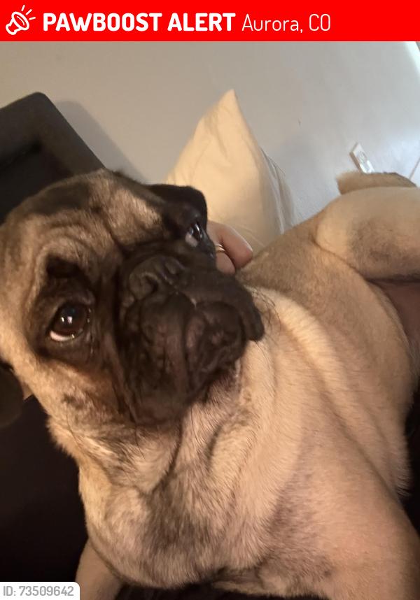 Lost Female Dog last seen Near, Aurora, CO 80014