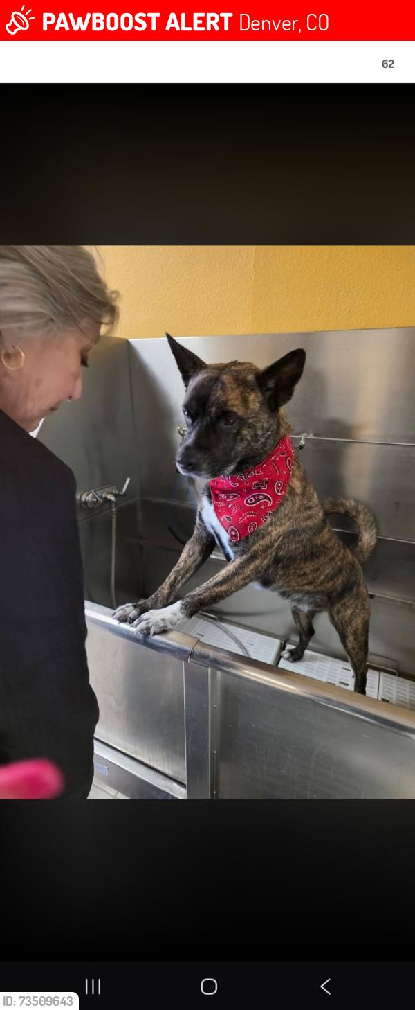 Lost Male Dog last seen Dillon st and boiling drive, Denver, CO 80239