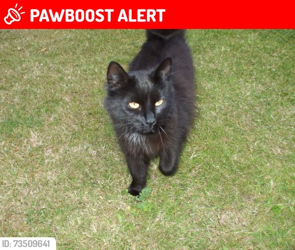 Lost Female Cat last seen Opersit the Hilltop, and Brendon Avenue, Litherland, England L21 9JJ