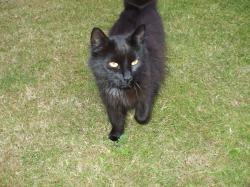 Lost Female Cat last seen Opersit the Hilltop, and Brendon Avenue, Litherland, England L21 9JJ